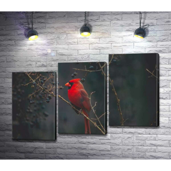 Барвистий птах червоний кардинал сидить на кущі з ягодами