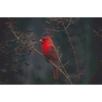 Барвистий птах червоний кардинал сидить на кущі з ягодами