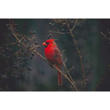 Красочная птица красный кардинал сидит на кусте с ягодами