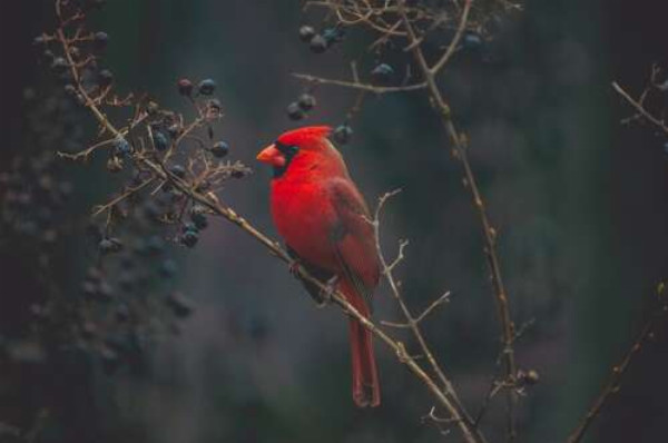 Красочная птица красный кардинал сидит на кусте с ягодами