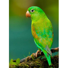 Яркое зеленое оперение попугая тирики