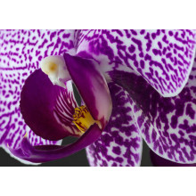Пятнистый окрас сиреневой орхидеи