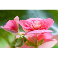 Ніжно-рожеві квітки бегонії