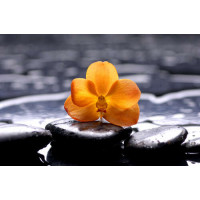 Желтый цветок орхидеи на СПА камнях