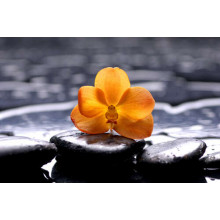 Жовта квітка орхідеї на СПА камінні