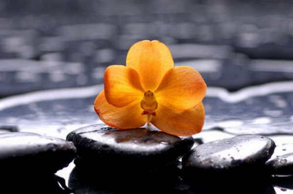 Желтый цветок орхидеи на СПА камнях