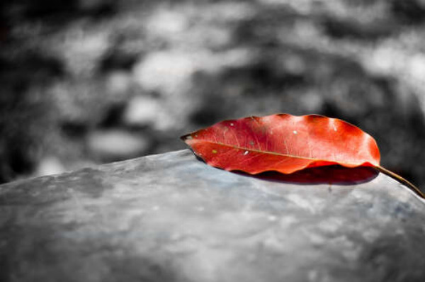 Самотній червоний листок лежить на камені