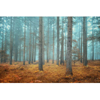 Лес в дымке утреннего тумана