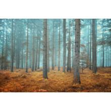 Лес в дымке утреннего тумана