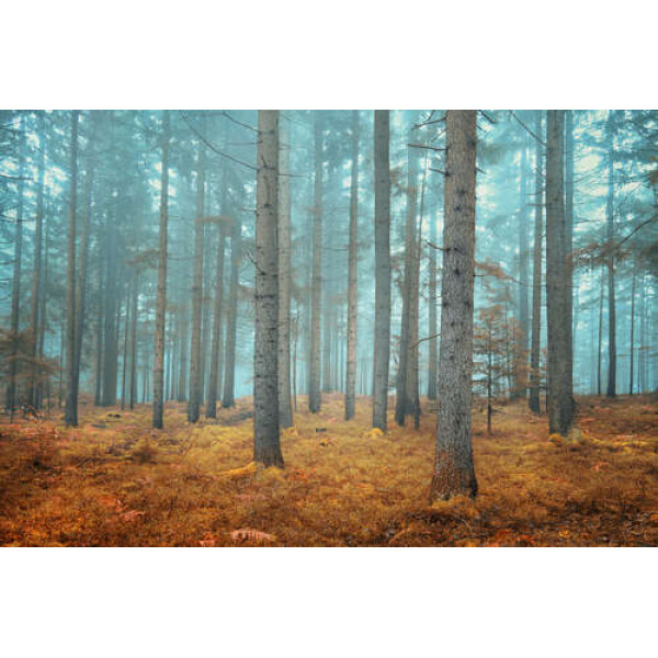 Ліс у серпанку ранкового туману