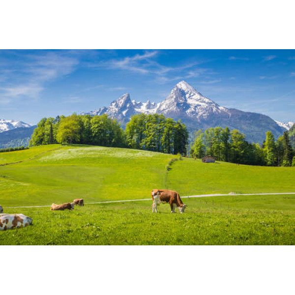 Мальовничі альпійські луки на тлі гір