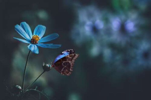 Узорная бабочка рядом с синим полевым цветком