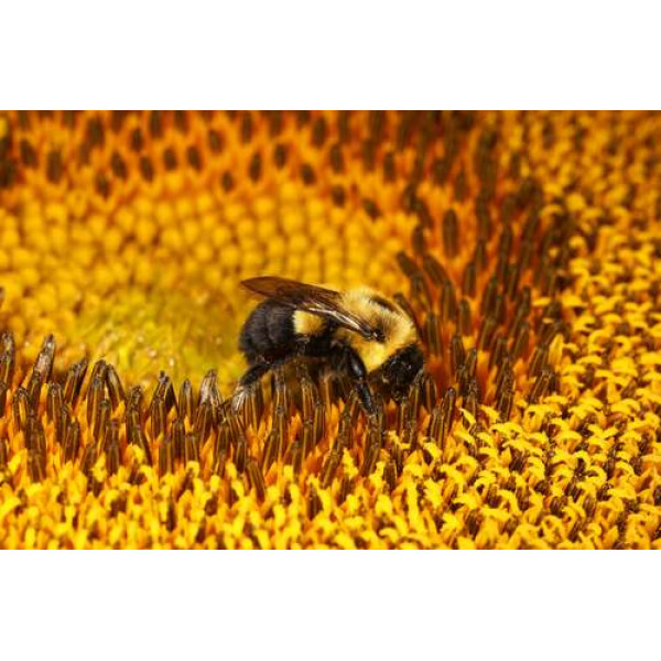 Бджола, що працює, в центрі соняшника