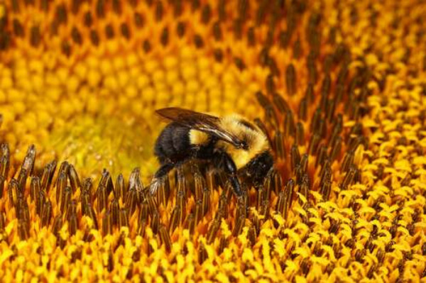 Бджола, що працює, в центрі соняшника