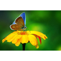 Нежная бабочка на желтом цветке