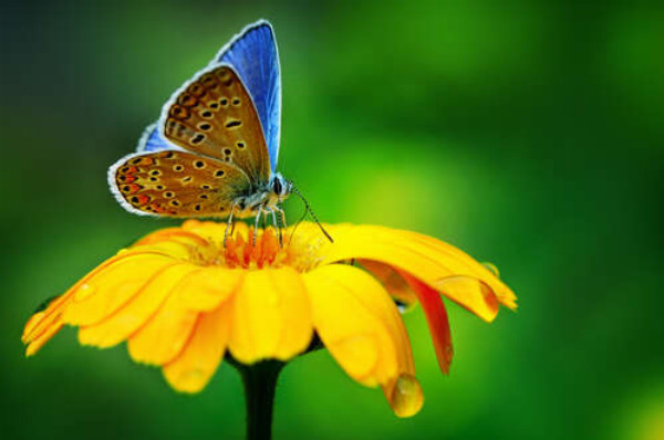 Ніжний метелик на жовтій квітці