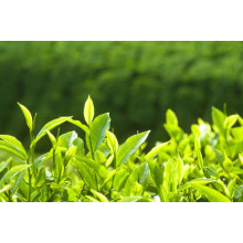 Ярко-зеленые чайные листья на солнце