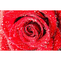 Сочно-красный бутон розы с росой