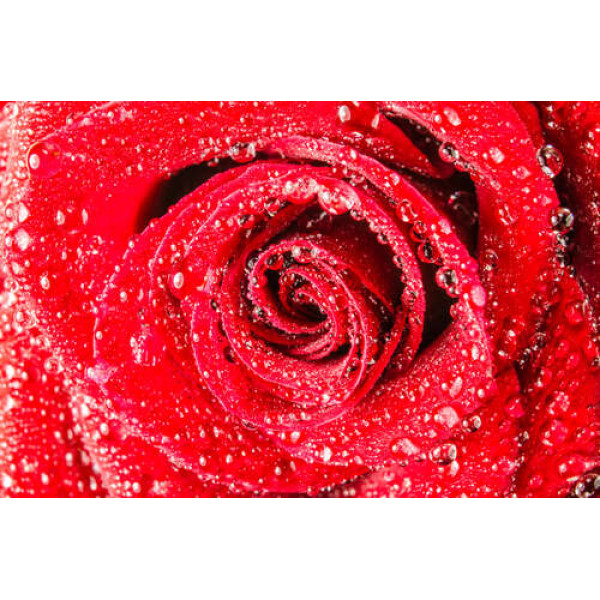 Соковито-червоний бутон троянди з росою