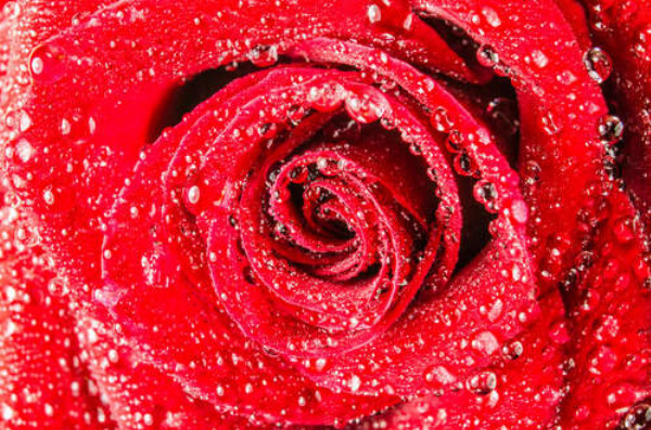 Сочно-красный бутон розы с росой