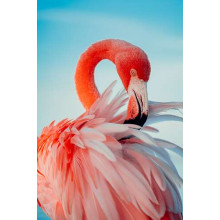Роскошный фламинго чистит перья
