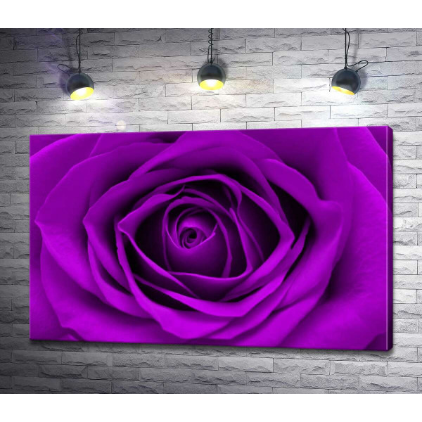 Насыщенно пурпурный бутон розы
