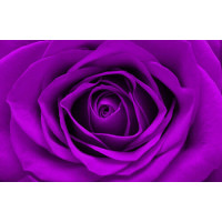 Насичено пурпуровий бутон троянди