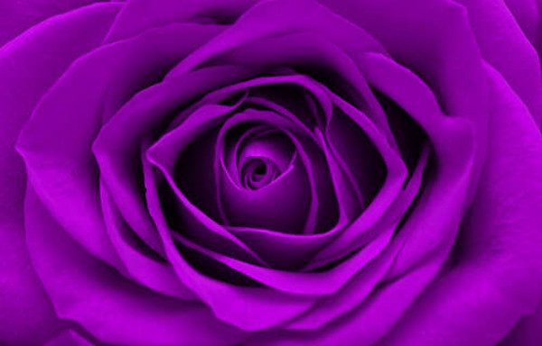 Насыщенно пурпурный бутон розы