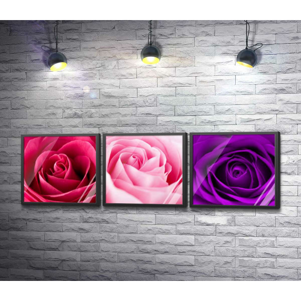 Три відтінки ніжних троянд