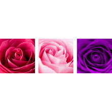 Три оттенка нежных роз