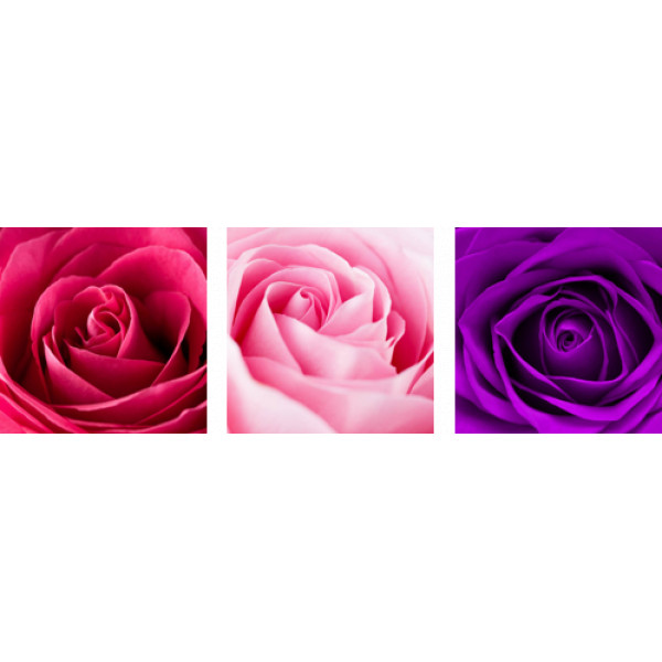 Три відтінки ніжних троянд