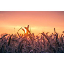 Колоски пшениці на заході сонця
