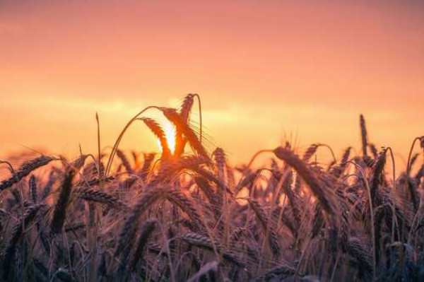 Колоски пшениці на заході сонця