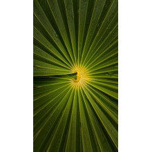 Візерунок пальмового листа зблизька