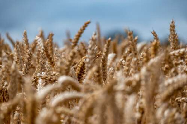Поле колосьев пшеницы