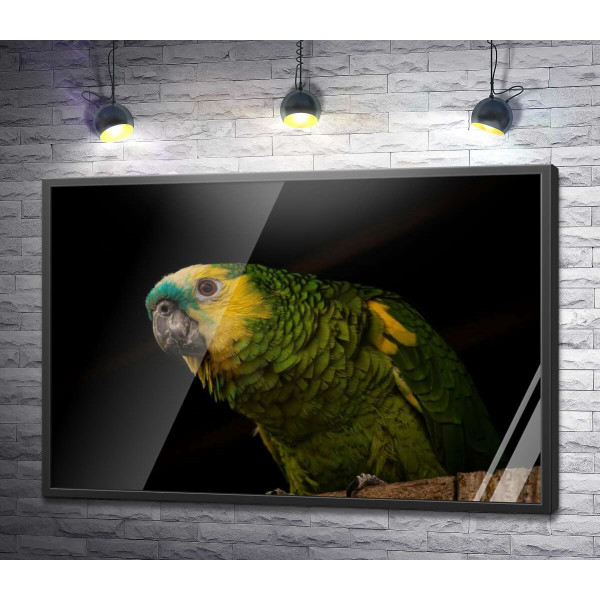 Желто-зеленый попугай
