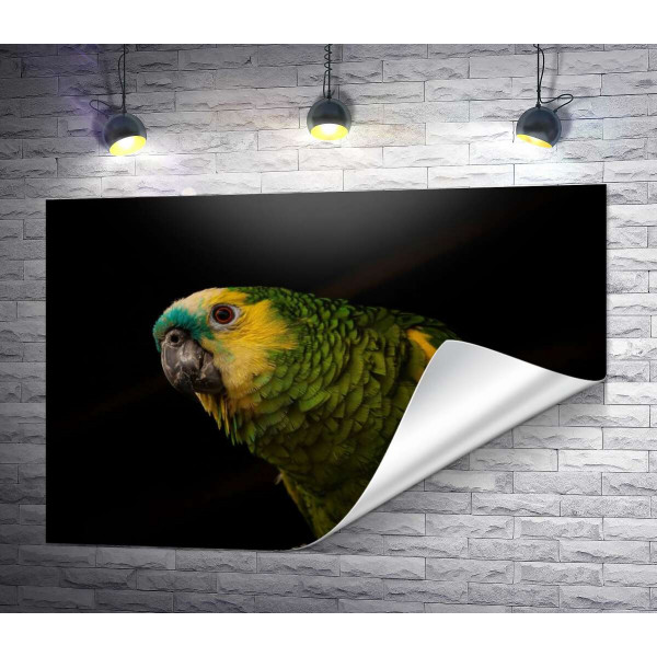 Жовто-зелений папуга
