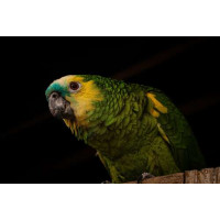 Желто-зеленый попугай