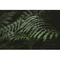 Темно-зелене листя папороті