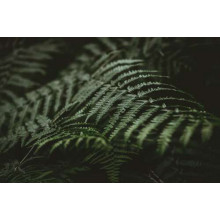 Темно-зеленые листья папоротника