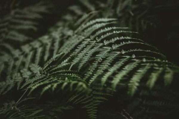 Темно-зелене листя папороті