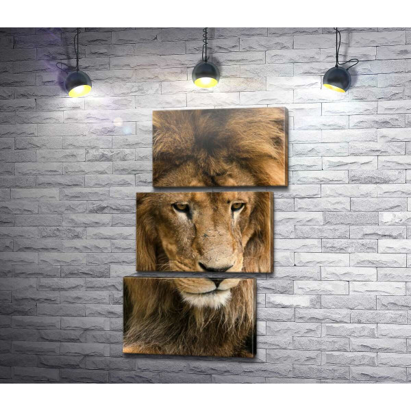 Портрет спокойного льва