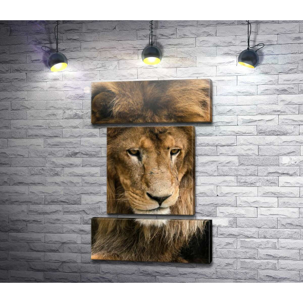 Портрет спокойного льва