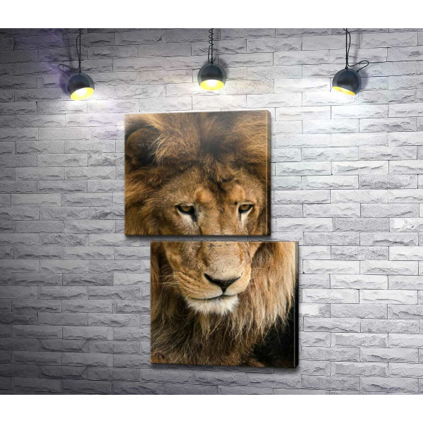 Портрет спокійного лева