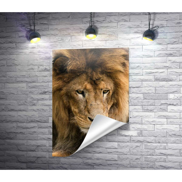 Портрет спокійного лева