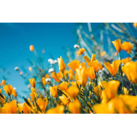 Жовті квіти каліфорнійської ешольції
