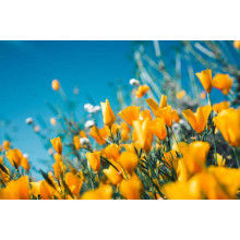 Желтые цветы калифорнийской эшшольции