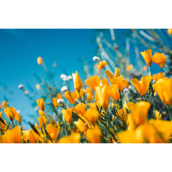 Жовті квіти каліфорнійської ешольції