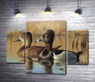 Модульна картина "Дві качки завмерли на поверхні води"