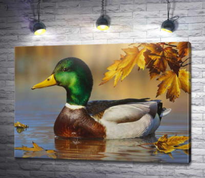 Зелено-коричневий качка плаває в ставку